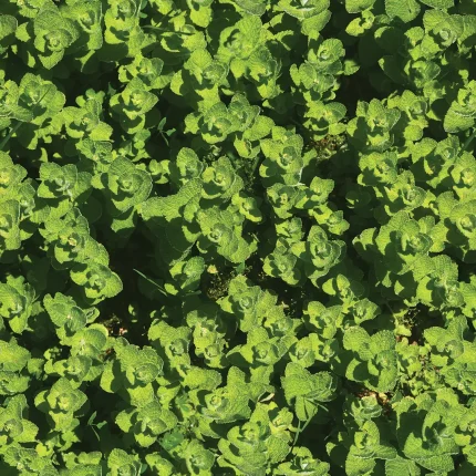 Leaves DECOR-1 - Wallmood wallpaper