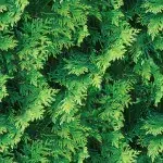Leaves DECOR-10 - Image 2