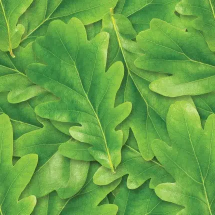 Leaves DECCOR-31 - Wallmood wallpaper