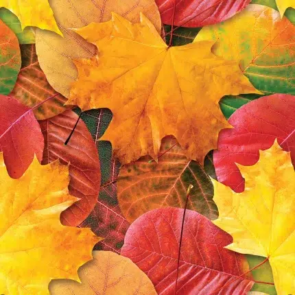 Leaves DECCOR-31 - Wallmood wallpaper