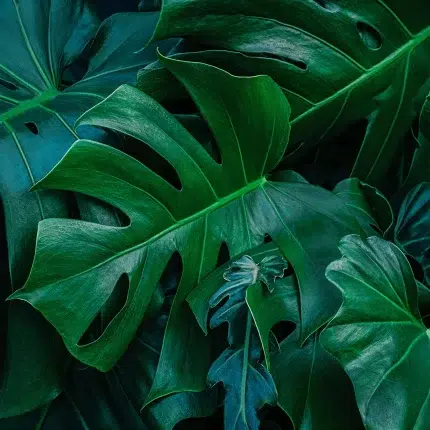Leaves DECOR-51 - Wallmood wallpaper