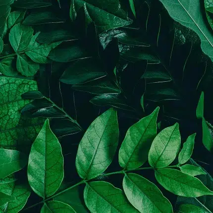 Leaves DECOR-51 - Wallmood wallpaper