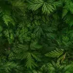 Leaves DECOR-57 - Image 2