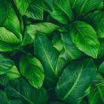 Leaves DECOR-67 - Image 2