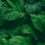 Leaves DECOR-69 - Image 2