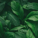 Leaves DECOR-70 - Image 2