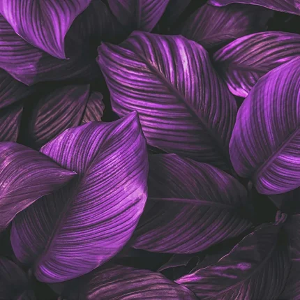 Leaves DECOR-81 - Wallmood wallpaper