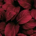 Leaves DECOR-83 - Image 2