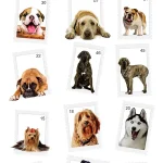 Animal SD11 - Image 2