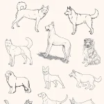 Animal SD15 - Image 2