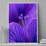 Violet Whisper