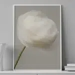 White Whisper