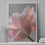 Blush Petal