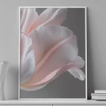 Soft Serenade