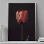 Tulip Glow